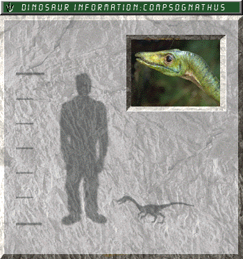 Compsognathus field card